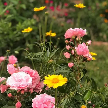 Apartamento Mit Ausblick - Woerth